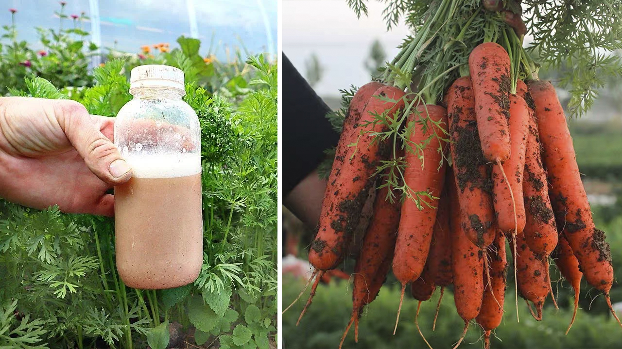 Морковь в огороде. Подкормка моркови народными средствами. Подкармливают овощи.